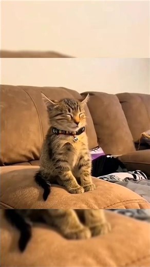 How different animals sneezing 🤧. #animals #shorts