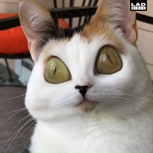 2.7M views · 3.8K reactions | Using Snapchat filters on your cat produces some amazing results  Olive & Rye x Pretty 52 | LADbible | Facebook