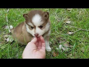 Pomsky Puppies For Sale