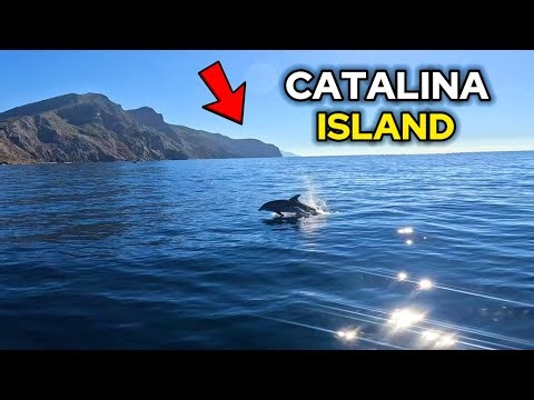 I Went on a Catalina Charter With Zero Experience… Here’s What Happened! (Catch & Cook)
