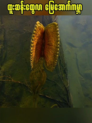 ထူးဆန်းထွေလာ မြေအောက်ကမ္ဘာ။ #fyp #tiktokmyanmar #viewers #ancient