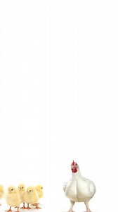 Feed formulation is one of the major Sector for Successful Poultry Should Understand. You can watch the Vedeo and See how you can Formulate it. | Livestock Farmer