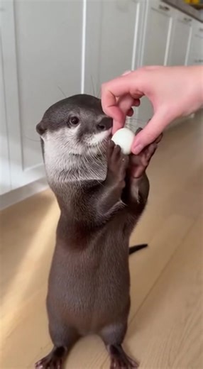 #fyp #foryou #otter #cute #cuteanimals | otter