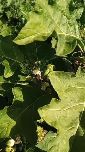 Comprendre la pollinisation : Processus et Importance