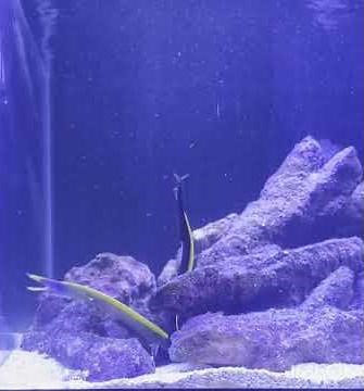 Ribbon Eels Live Feeding! #aquarium #eels #livefeeding #livefeeds