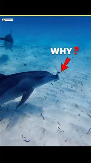 The Weird Truth About Dolphins | #facts #animals