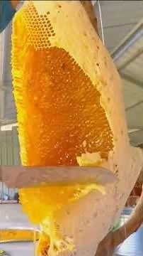 100℅ Pure honey collection 😋 | Beekeeping techniques | Oddly satisfying #trending #shorts #honey