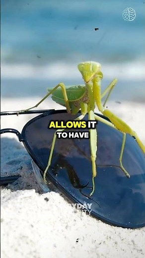 Praying Mantis: Masters of 180-Degree Head Rotation