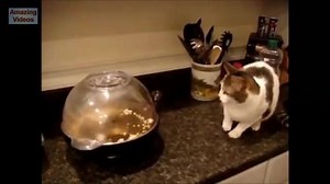 53K views · 1.2K reactions | Les chats: la super compil! Avec le chat voleur, le chat masseur, le chat qui se fait piquer son lait par un rat, le chat nageur, le chat qui fait la vaisselle... | Bonjour le Chat | Facebook