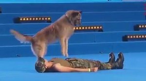 Favoloso cane "militare" addestrato al massaggio cardiaco 😍 :-D | Lucia Borgonzoni