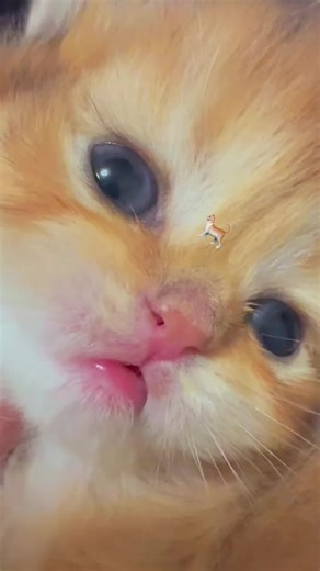 #cats #cutecat #kitten #cat #meow | kittens