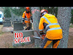 This Pine Leaned the Wrong Way… in the Worst Possible Place 🌲⚠️