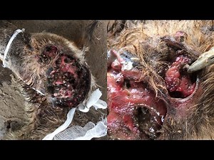 MAGGOTS REMOVED FROM STRAY DOG 🐕/Maggots Wound