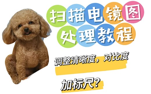 还不会处理扫描电镜图和绘制粒径分布图？快来学！小狗手把手教学！芜湖芜湖