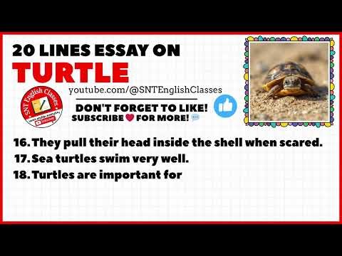 20 Lines Essay On Turtle | Turtle Essay | Short Essay On Turtle | 20 Line Essay Turtle