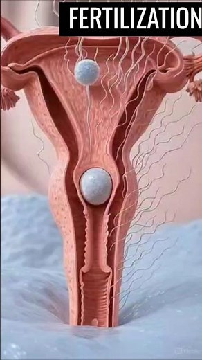 Human Reproduction Explained in 3D | Fertilization Process"#3danimation #shorts #science #biology