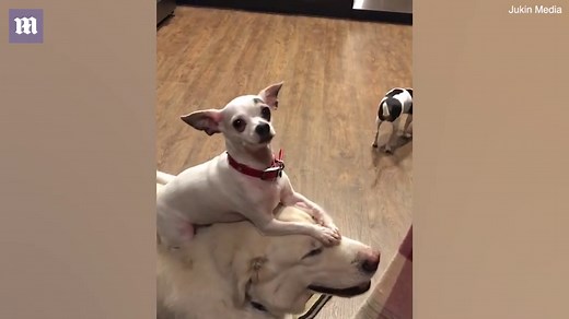Chihuahua perches on the head of a Golden Labrador in Illinois