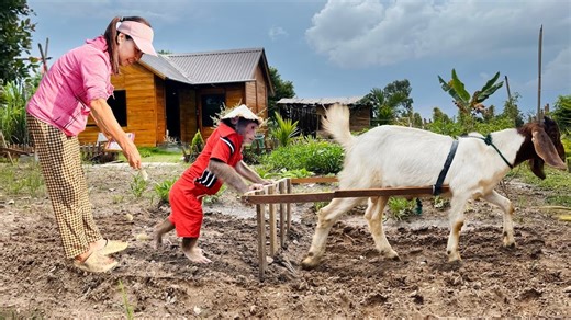 150K views · 2.1K reactions | Farmer Cutis take Goat plows the land & grow vegetables on farm | Monkey Show Daily | Facebook