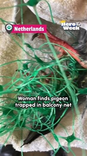 This pigeon was found trapped in a net used to keep birds out of spaces. The net was completely wrapped around her wing, and getting tighter the more the bird struggled. Luckily, she got the help she needed and was taken to an avian rescue. #Birds #Pigeons #BirdRescue | The Pet Collective