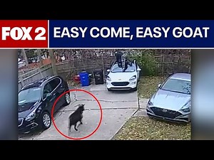 Loose goat caught on camera running amok in Detroit
