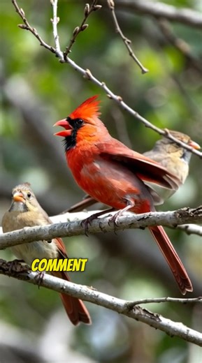 A tap on the glass, a hello from Heaven. #cbfp #cardinalbird | Cardinal Bird Fans Page