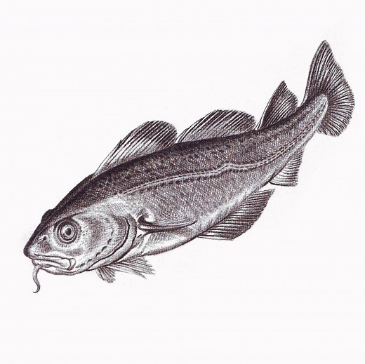 How to draw Atlantic Cod fish ... | DRAWING PENCIL