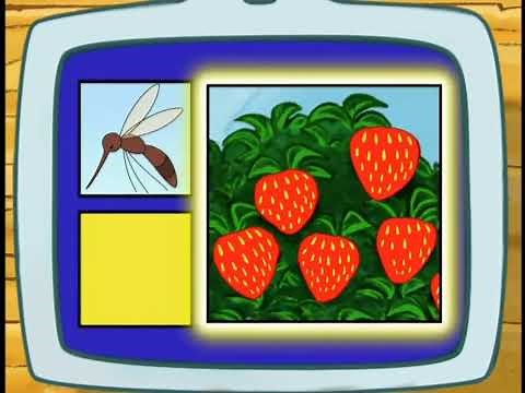 Go, Diego, Go! Whirligig Beetle Puzzle
