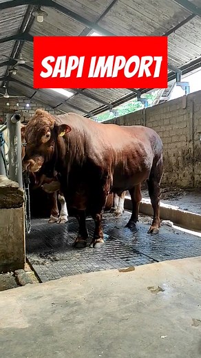 13K views · 176 reactions | Limosin bull | Hobi sapi | Facebook