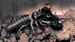 21K views · 204 reactions | Black camel spider Rhagodes cf. melanus 3rd instar Feeding on a fly | Clemens Schweiger | Facebook