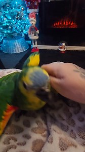 My baby loves a fuss and loves his belly rubbed Shannon Huxley | Vicky Huxley | Facebook