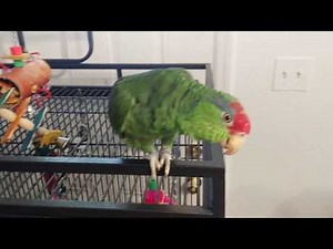 Mexican Red Head Amazon talking and Meowing like a Cat.