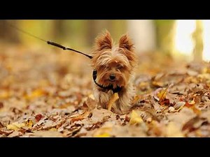 Yorkshire Terrier Puppies 101 | Everything You Need to Know!