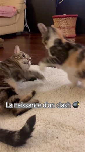 Le calme avant la tempête 🐾 #chat #chaton #shorts #cats