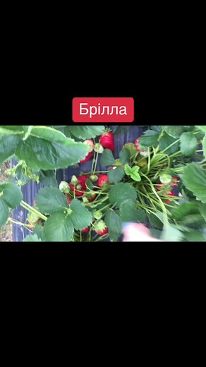 Полуниця Закарпаття на TikTok