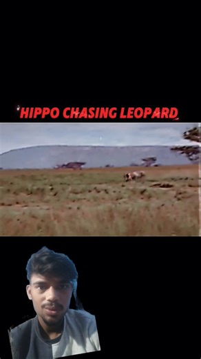 Angry 😡 hippo 🦛 on leopard