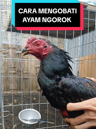 Cara Mengobati Ayam Ngorok Secara Efektif