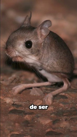 Meet the Egyptian jerboa, a fascinating rodent - Jaculus jaculus