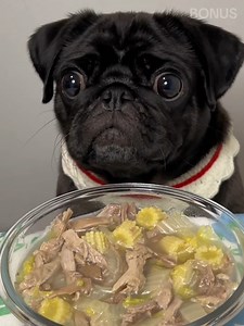 227K views · 9K reactions | Bonus pug eating a lot of stewed duck leg meat, boiled cabbage and corn shoots. 襤 #pug #dog #bonus | Bonus | Facebook
