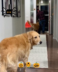 26K views · 3.3K reactions | Jake was so confused why the strange looking little humans were taking all the treats  Hope y’all had a fun and safe Halloween  | Two Golden Tails | Facebook