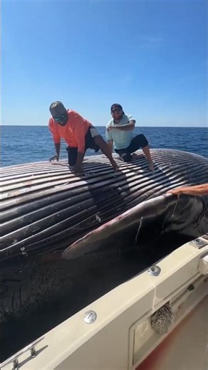 The Most Bizarre Whale Explosion || #deadly #whale #shorts