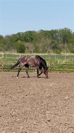 18K views · 298 reactions | Extra dose from 5/16/25 collection available if you have a mare ready! At Nebraska Equine Veterinary Clinic. Can ship! Stud fee 5️⃣0️⃣0️⃣ due at heartbeat check and regular contract issued at that time!  Pm for more info! Slick As Hell 2022 Bay Roan Stallion Slick By Design x BXL Rockin Pretty | Kelly Holdaway | Facebook