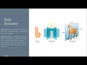 Sponges and Cnidarians