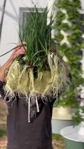 Innovative Soilless Green Onion Propagation Guide