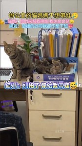 辦公室的貓媽不想帶娃… 貓媽媽：人 你們幫我帶娃💖我休息會兒😴 網友：這種公司我都不想下班😊 #cat #cute #shorts #funny #catshorts