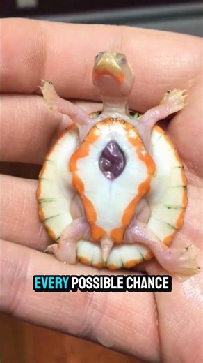 This man found a rare turtle with its heart exposed — and cared for it