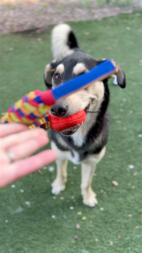 5.7K views · 158 reactions | “Can we just stand here together holding the toy? Great!” - Uno, probably #sacspca #sacramentospca #adopt #adoptdontshop #husky #doberman #huskerman #shelterdog #sacramento #sactown #dogs #dogslife | Sacramento SPCA | Facebook