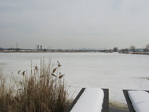 Marsh Plants and Mussels in the Hackensack Meadowlands