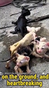 2.5K views · 63 reactions | 5 Stray Kittens Were Nearly Murdered, but Thankfully Their Desperate Cries for Help Were Heard | Baby Cat | Facebook