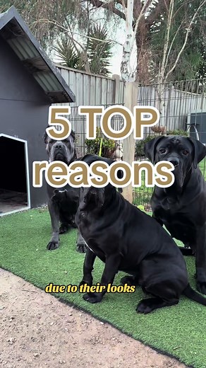 King Cane Corso Dogs: Italian Mastiff Guard Dog Breed