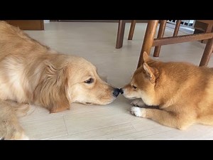 駄々をこねる妹を上手になだめる豆柴兄の対応がすごすぎた